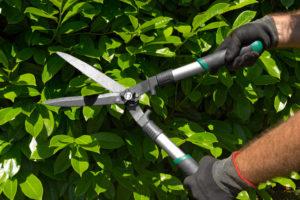 Hands of a professional gardener man with gloves and garden shears cutting a green hedge in the garden