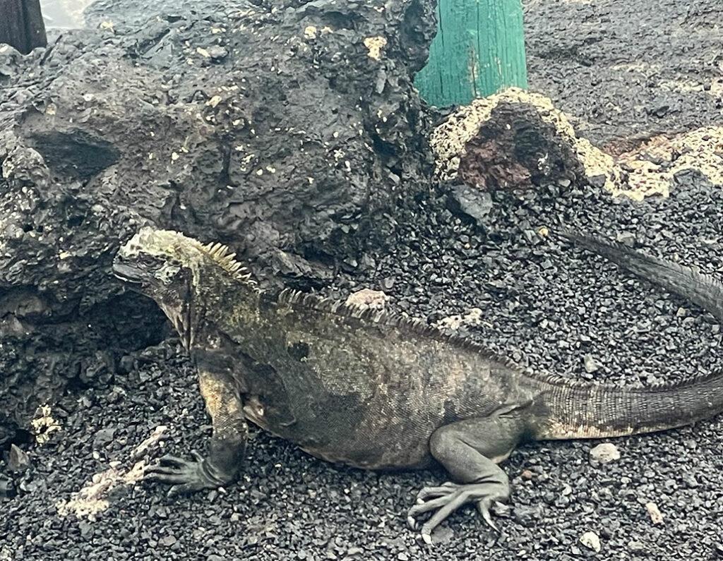 An Iguana on the Galapagos.
