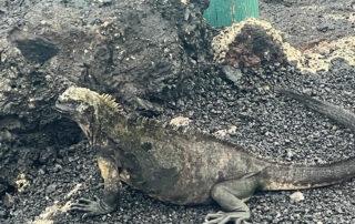 An Iguana on the Galapagos
