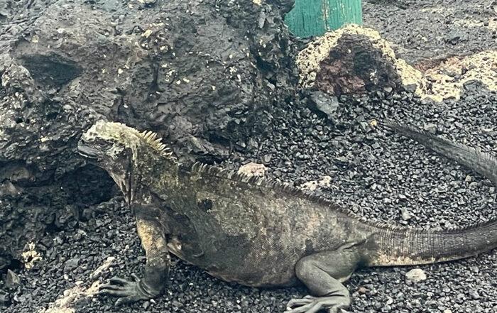 An Iguana on the Galapagos
